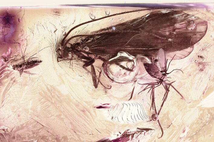 Detailed Fossil True Midge Swarm and Caddisfly In Baltic Amber #381228